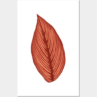 Calathea Cittata Leaf Posters and Art